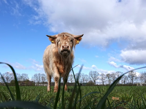 Landwirtschaftliche Route_Lüken_Rinder Ein Highland-Rind steht auf einer grünen Weide unter blauem Himmel mit weißen Wolken.