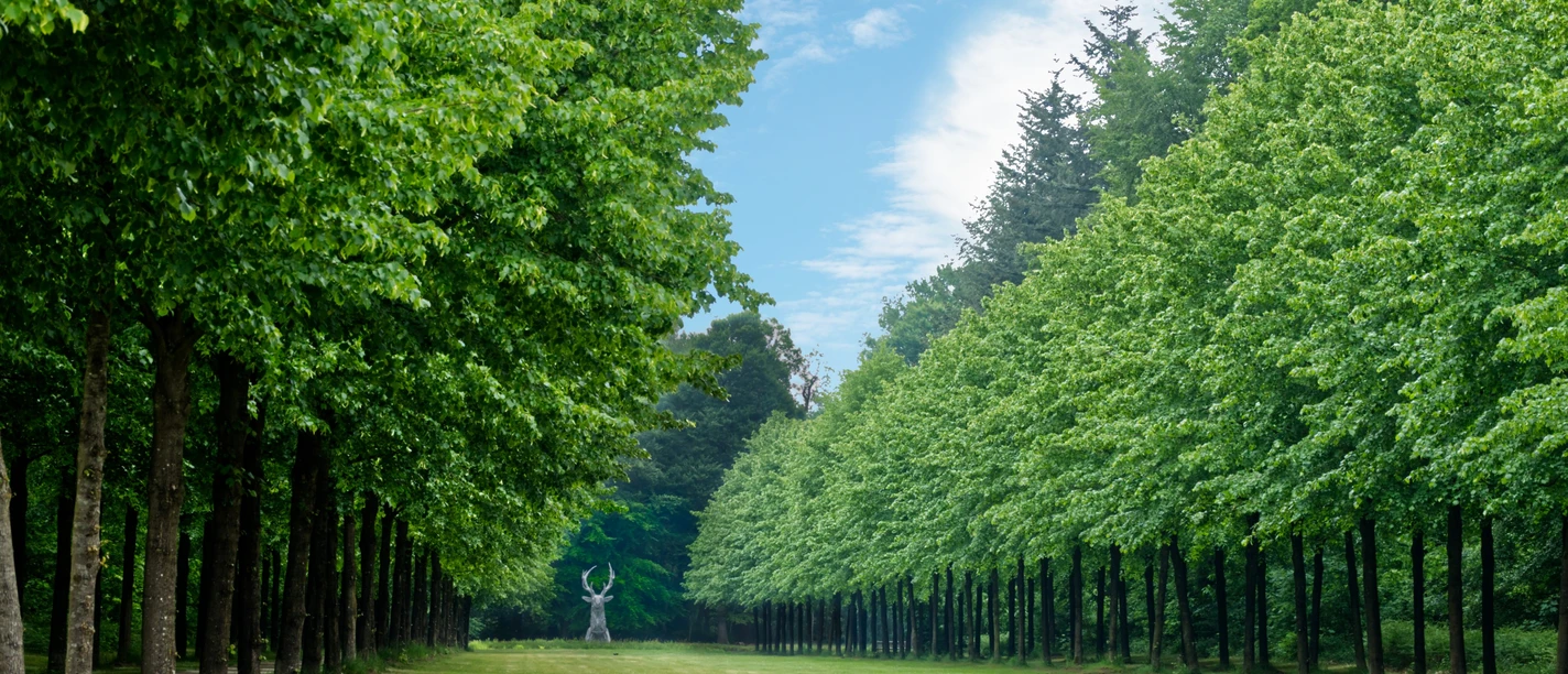 Emslandmuseum Schloss Clemenswerth, Sögel – Blick auf Platzhirsch Baumallee mit grünem Rasen und Blick auf die Hirschskulptur im Park von Schloss Clemenswerth