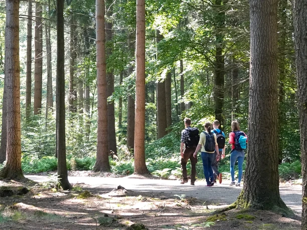 Vier Wandernde gehen auf einem sonnendurchfluteten Waldweg zwischen hohen Bäumen entlang.