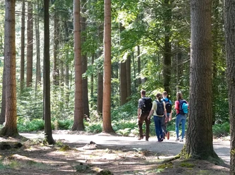 Kurfürsten-Runde, Sögel Vier Wandernde gehen auf einem sonnendurchfluteten Waldweg zwischen hohen Bäumen entlang.