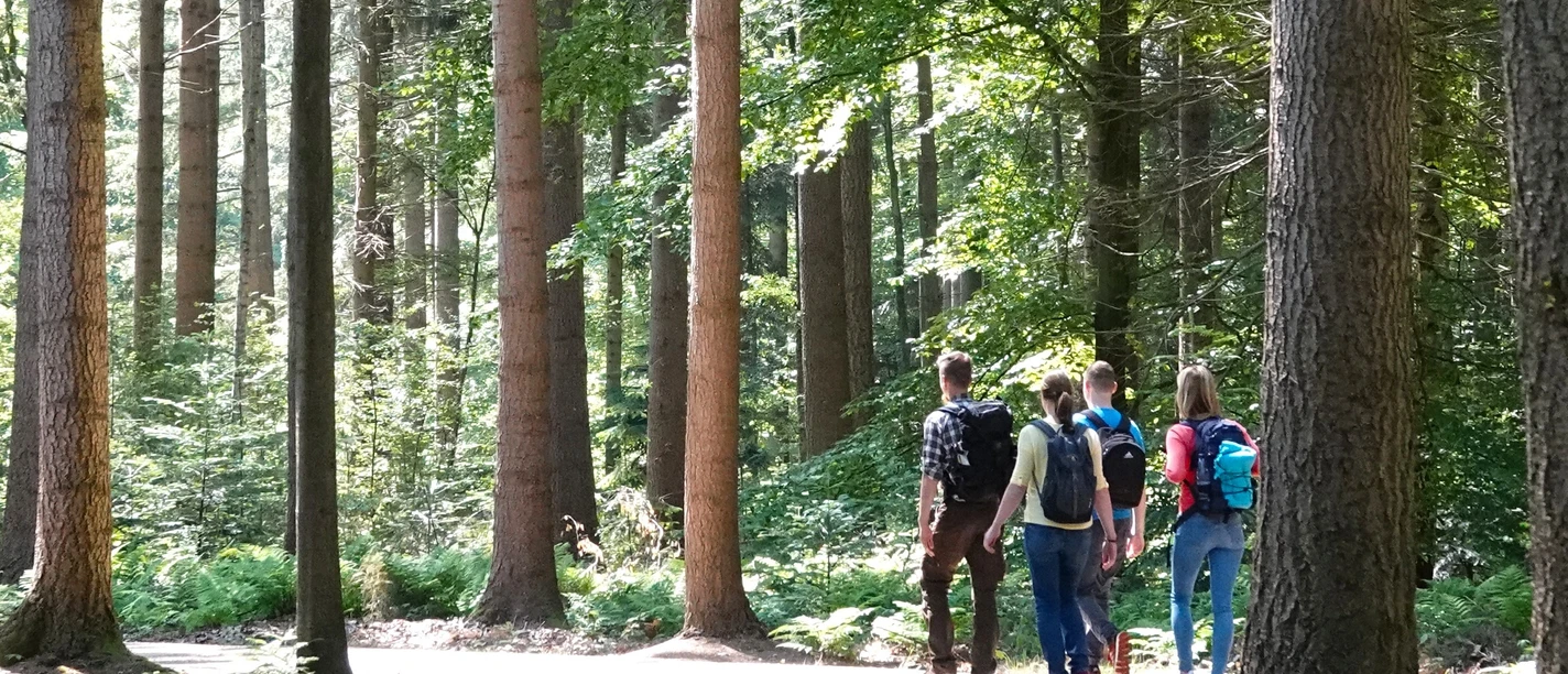 Kurfürsten-Runde, Sögel Vier Wandernde gehen auf einem sonnendurchfluteten Waldweg zwischen hohen Bäumen entlang.