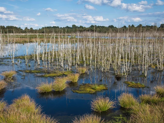 Naturschutzgebiet Theikenmeer bei Werlte