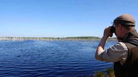 Naturschutzgebiet Theikenmeer bei Werlte Person mit Fernglas am Ufer des Theikenmeers, blickt über stilles Wasser mit toten Bäumen und Enten.