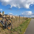 Hammrichtour, Rhauderfehn erfahren, Radthemenroute, Gemeinde Rhauderfehn, Ostfriesland, Radweg mit Fahrrad und Schafen Schwarzes Rennrad lehnt an einem Holzzaun neben einer Landstraße, dahinter weiden Schafe auf einer Wiese unter blauem Himmel mit Wolken.