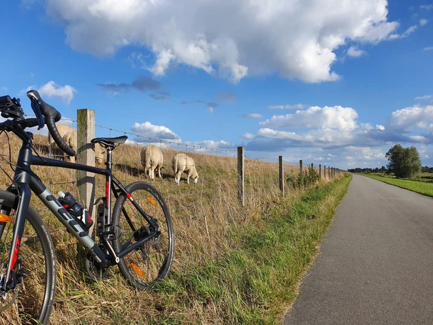 Hammrichtour, Rhauderfehn erfahren, Radthemenroute, Gemeinde Rhauderfehn, Ostfriesland, Radweg mit Fahrrad und Schafen Schwarzes Rennrad lehnt an einem Holzzaun neben einer Landstraße, dahinter weiden Schafe auf einer Wiese unter blauem Himmel mit Wolken.