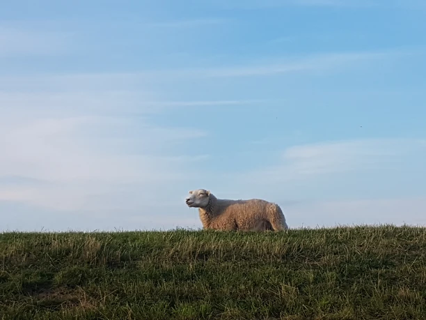 Hammrichtour, Rhauderfehn erfahren, Radthemenroute, Gemeinde Rhauderfehn, Ostfriesland, Blick vom Radweg aus auf Deich mit Schafen Ein einzelnes Schaf steht auf einem grasbewachsenen Hügel unter einem blauen Himmel