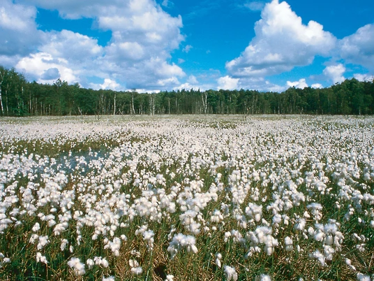 Schafstedter Elendsmoor