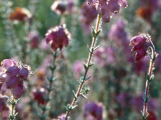 Schafstedter Elendsmoor