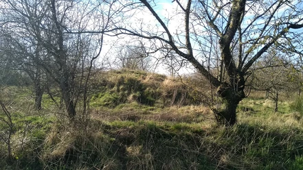 Grabhügel Arkebeker Feld Bewachsener Grabhügel zwischen kahlen Bäumen
