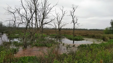 Offenbütteler Moor