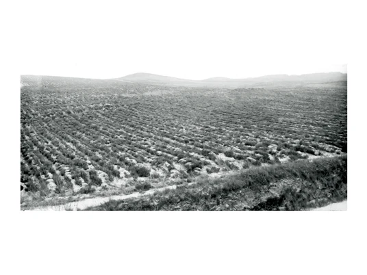 Heidberg im Kreisforst