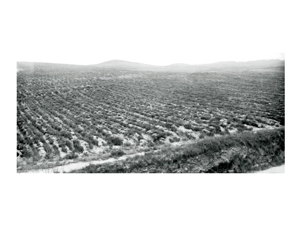 Heidberg im Kreisforst