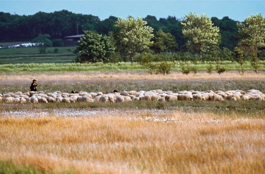 Dellstedter Moor