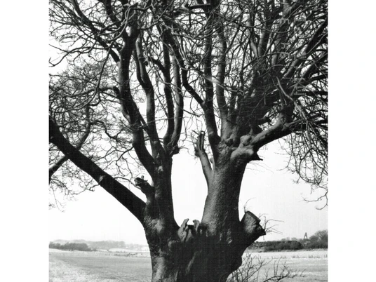 Alte Linde in der Tellingstedter Feldmark