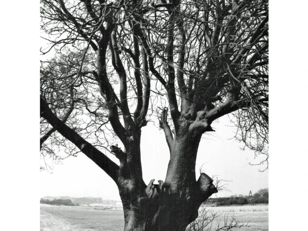 Alte Linde in der Tellingstedter Feldmark