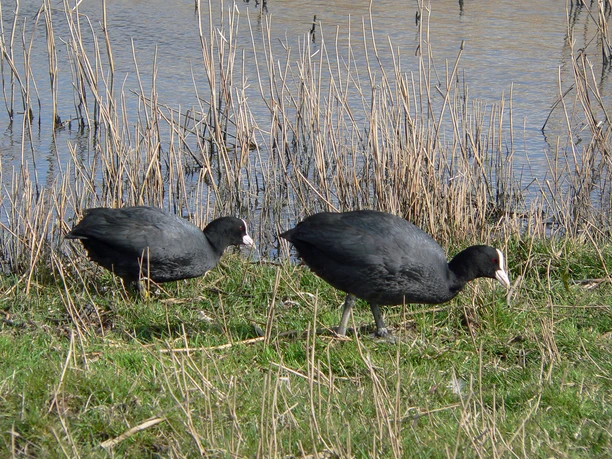 Naturschutzgebiet Fieler Moor