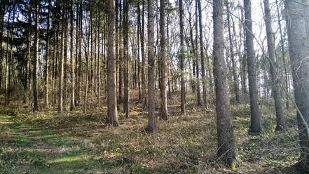 Wodansberg
