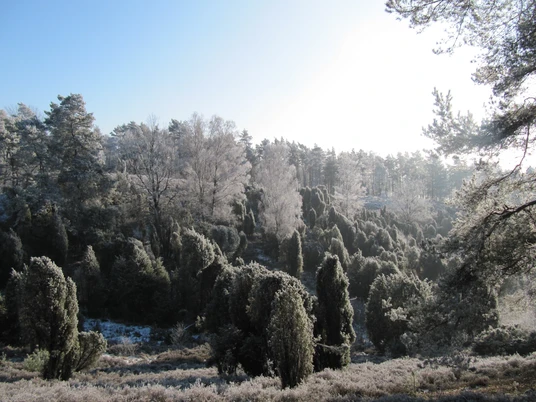 borsteler-schweiz-im-winter Ein schneebedeckter Wald erhebt sich majestätisch unter blauem Himmel in der Borsteler Schweiz.