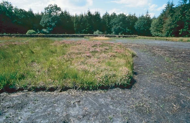 Landschaftliches Hochmoor