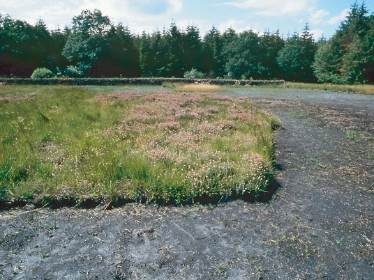Landschaftliches Hochmoor