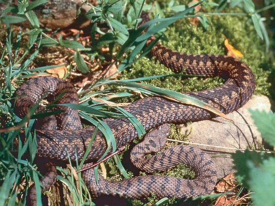 Landschaftliches Hochmoor