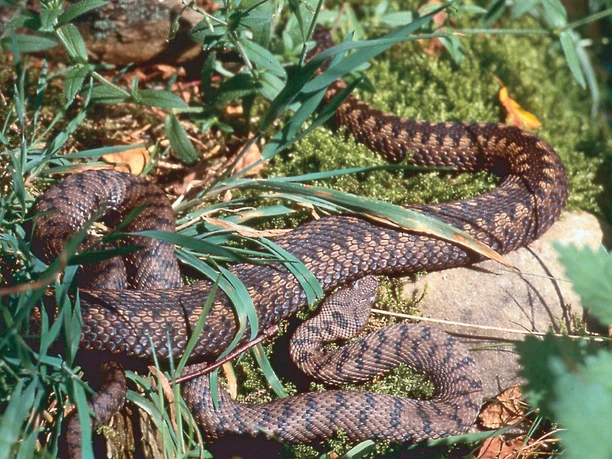Landschaftliches Hochmoor