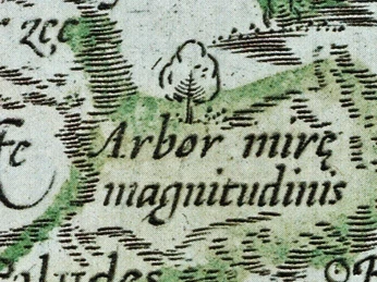 Wunderbaum Süderheistedt