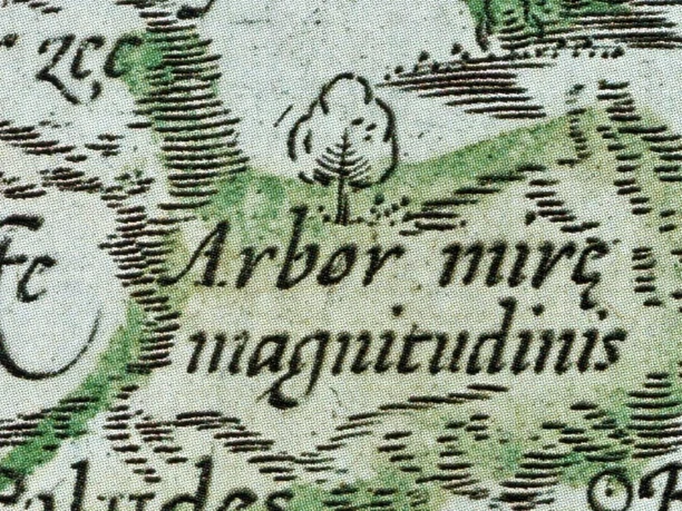 Wunderbaum Süderheistedt