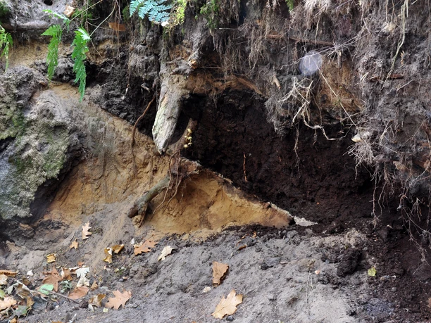 dsc_0188 Freigelegte Bodenschichten mit Baumwurzeln und Laub am Walderlebnispfad Fullener Waldweg.