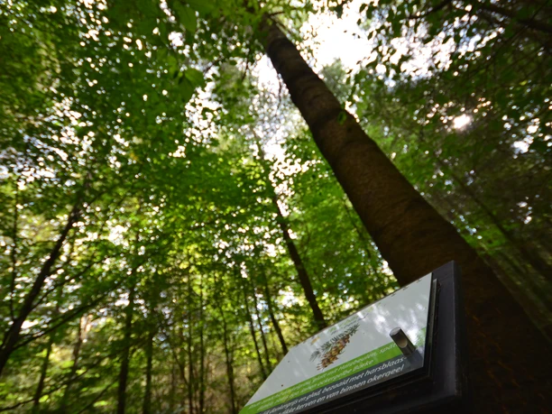 inp_andreahabermann_dsc_0079 Blick durch dichtes Blätterdach im Wald mit Infotafel über Bäume am Walderlebnispfad Meppen