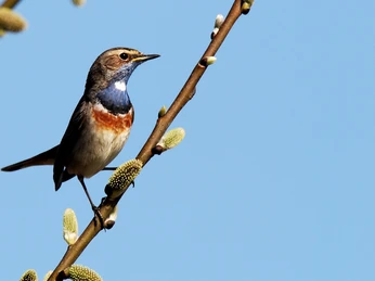 Eidervorland Nordfeld