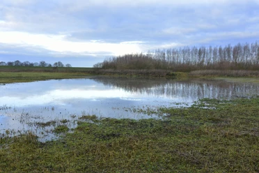 Emsaue Rhede Moor Weite Moorlandschaft mit flachem Wasser, spärlicher Vegetation und kahlen Bäumen unter grauem Himmel.