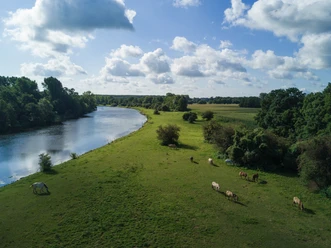 Natura 2000-Gebiet Emsauen - Aussichtspunkt "Gelber Fluss" Blick über eine Flusslandschaft mit grünen Wiesen, weidendem Vieh und bewaldeten Uferbereichen.