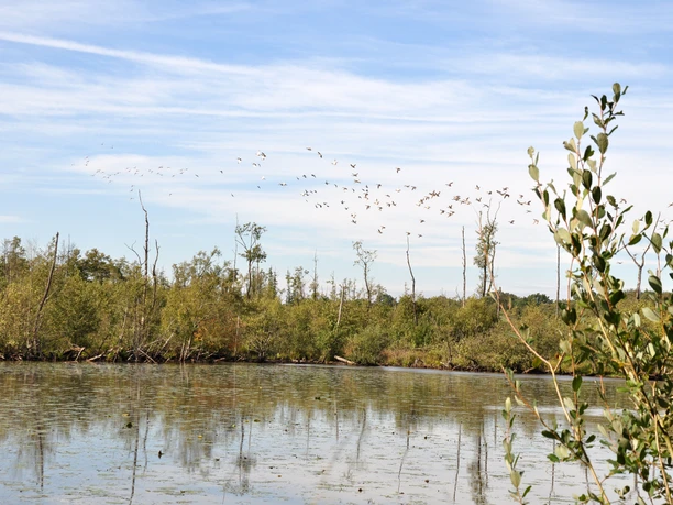 Lahrer Moor Weitläufiges Moorgebiet mit Wasserfläche, grünem Bewuchs und fliegenden Zugvögeln am Himmel.