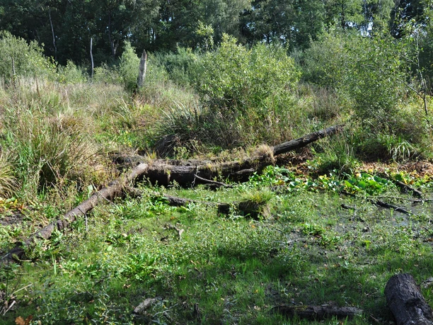 Lahrer Moor Feuchtes Moorgebiet mit dichten Gräsern, umgestürzten Baumstämmen und üppigem Grünbewuchs.