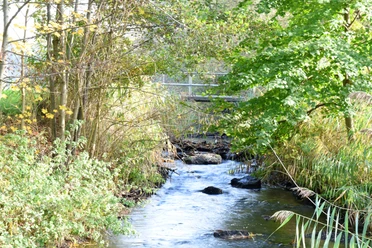 Naturschutzgebiet Borkener Paradies mit Aussichtspunkt Schmaler Bach mit klarem Wasser, umgeben von dichtem Grün und einer kleinen Holzbrücke im Hintergrund.