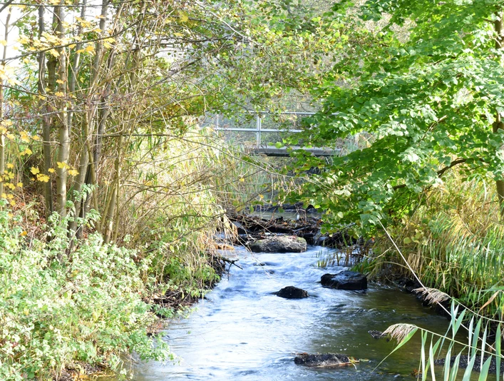Naturschutzgebiet Borkener Paradies mit Aussichtspunkt Schmaler Bach mit klarem Wasser, umgeben von dichtem Grün und einer kleinen Holzbrücke im Hintergrund.