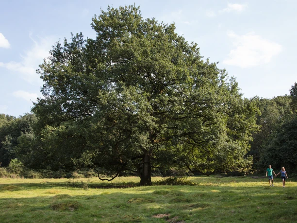 Naturschutzgebiet Borkener Paradies mit Aussichtspunkt Große Eiche im Naturschutzgebiet Borkener Paradies, zwei Personen spazieren über die Wiese.