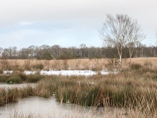 Weite Moorlandschaft mit gefrorenen Wasserflächen, schilfbewachsenem Ufer und kahlen Birken.