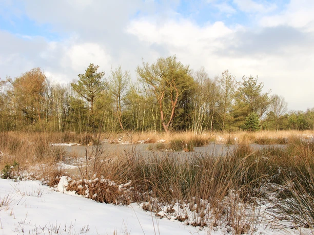 Verschneite Moorlandschaft mit gefrorenem Wasser, Schilfgras und Bäumen unter teils bewölktem Himmel.