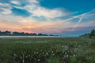 Fehndorfer Moor Nebliges Moor mit Wollgras unter farbigem Abendhimmel, umgeben von Bäumen und offener Landschaft.