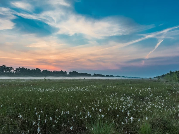 Fehndorfer Moor Nebliges Moor mit Wollgras unter farbigem Abendhimmel, umgeben von Bäumen und offener Landschaft.