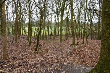 Dünengebiet im Naturschutzgebiet Dreiberg Laubgedeckter Waldboden mit dünn bewachsenen Bäumen im Dünengebiet des Naturschutzgebiets Dreiberg.