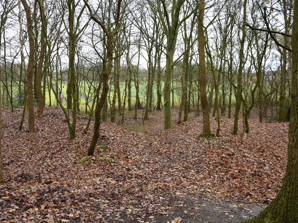 Dünengebiet im Naturschutzgebiet Dreiberg Laubgedeckter Waldboden mit dünn bewachsenen Bäumen im Dünengebiet des Naturschutzgebiets Dreiberg.