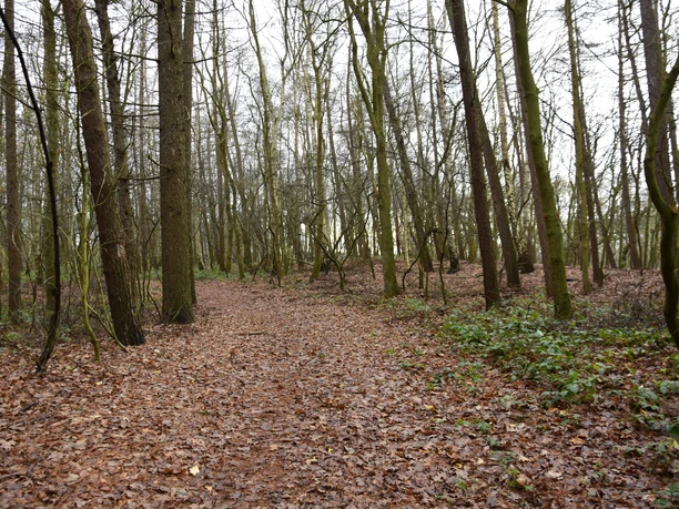 _dsc0919 Laub bedeckter Waldweg mit schlanken Bäumen im Naturschutzgebiet Dreiberg bei Papenburg.