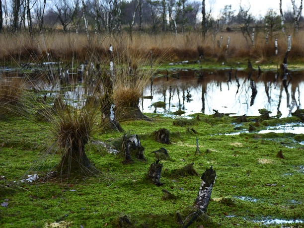 _dsc0981 Feuchtes Hochmoor mit Moorgräsern, Moosflächen, Baumstümpfen und Wasserflächen im Schutzgebiet.