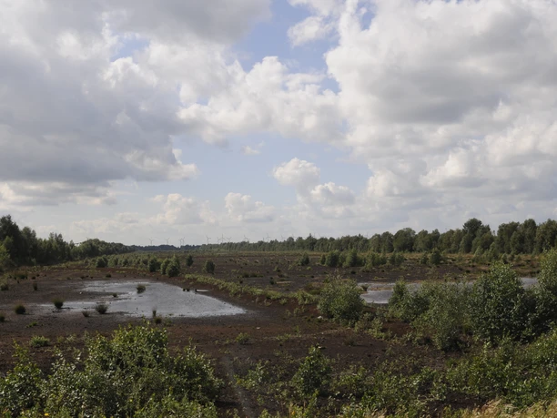Naturschutzgebiet Rühler Moor Weitläufige Moorlandschaft mit Wasserflächen, jungen Büschen und bewölktem Himmel im Rühler Moor