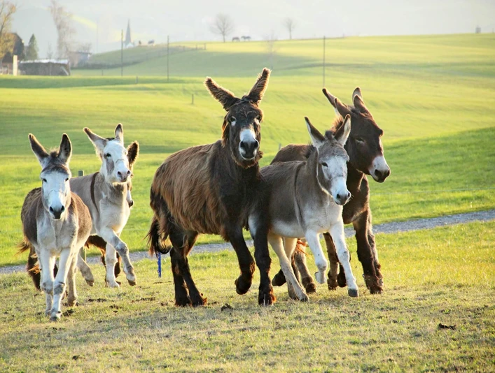 schwarzenegg-eseltrekking-sommer-natur