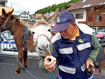 schwarzenegg-eseltrekking-esel