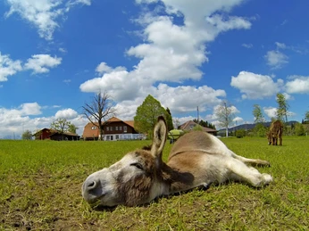 schwarzenegg-eseltrekking-sommer-hof